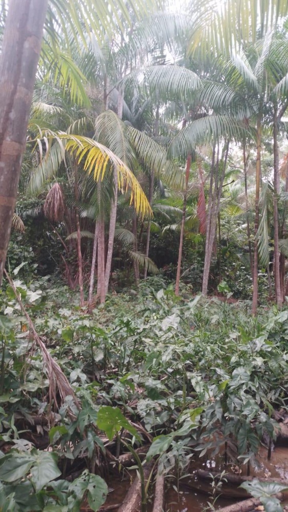 Floresta e açaizal