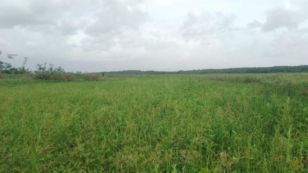 Campo aberto na fazenda