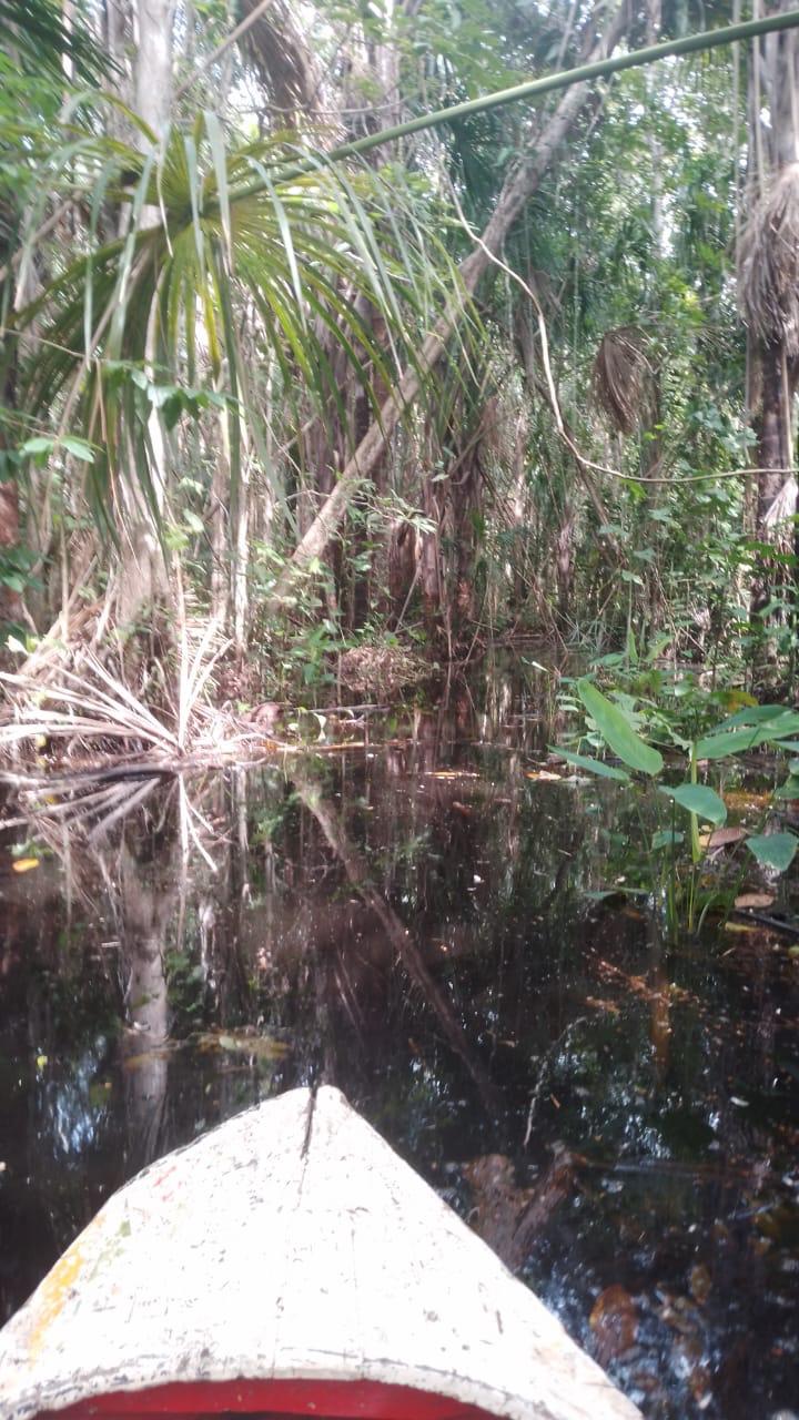 Igapó