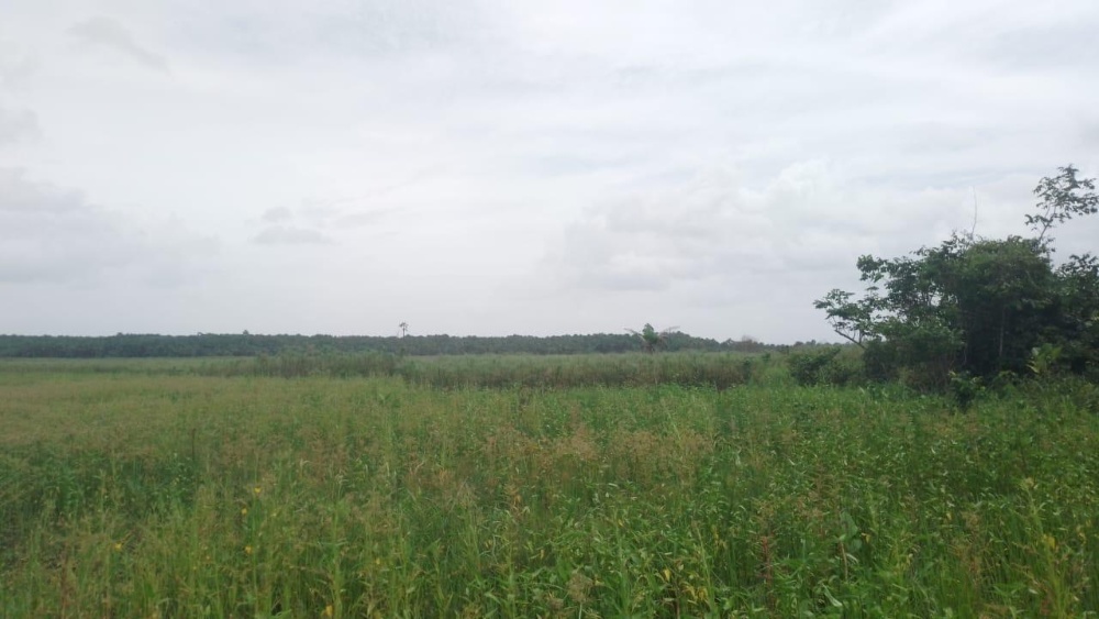 Paisagem amazônica