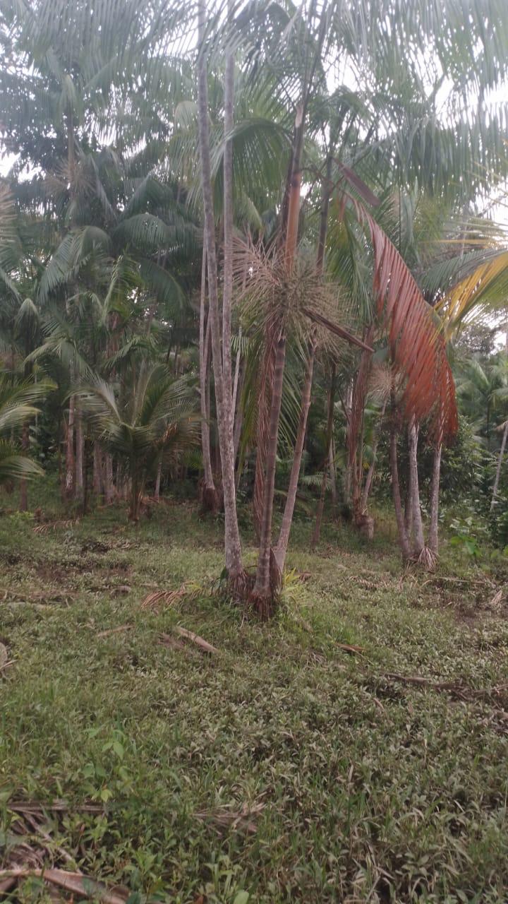Horizonte da fazenda